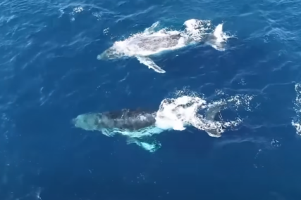 (VIDEO) NAJVEĆA ŽIVOTINJA NA PLANETI Naučnici proveli 15 godina slušajući plave kitove