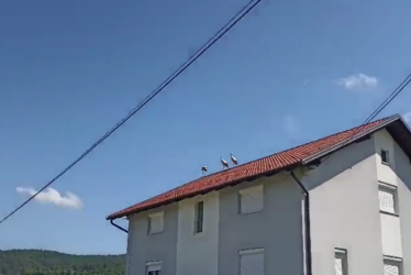 (VIDEO) Simbol napretka, rodnosti i plodnosti: Tri rode sletjele na krov kuće u banjalučkom naselju  Debeljaci