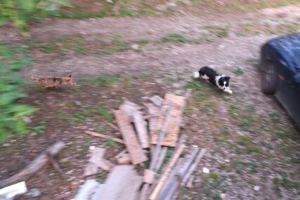 Šakal istrčao iz šume i pojurio psa: Borba divlje i domaće životinje u Krmčaricama