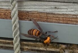 (FOTO) Šta treba da radite ako vas ubode osa, pčela ili stršljen: Ljekari savjetuju šta odmah morate da preduzmete, a i PČELARI OTKRIVAJU SJAJAN TRIK