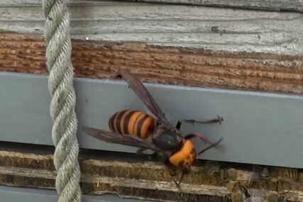 (FOTO) Šta treba da radite ako vas ubode osa, pčela ili stršljen: Ljekari savjetuju šta odmah morate da preduzmete, a i PČELARI OTKRIVAJU SJAJAN TRIK