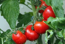 Postanite pravi majstor za ove biljke: Trik kako da UZGOJITE NAJSOČNIJI i najljepši paradajz
