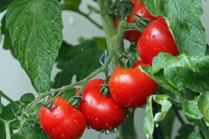 Postanite pravi majstor za ove biljke: Trik kako da UZGOJITE NAJSOČNIJI i najljepši paradajz