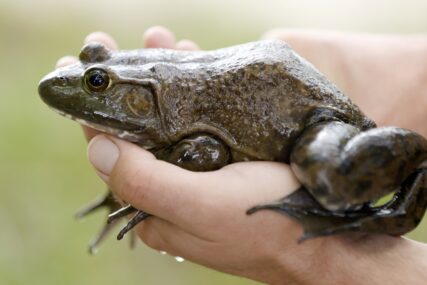 žaba u ruci