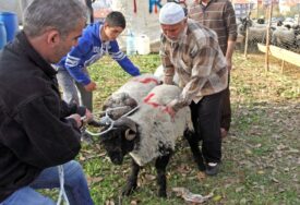 PRVOG DANA BAJRAMA Oko 16.000 mesara povrijeđeno tokom ritualnog klanja u Turskoj