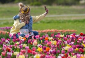 (FOTO) Omogućeno im je i da uberu buket: Posjetioci uživaju u farmi tulipana u Pehlemu