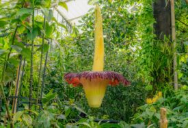 (FOTO) Treći put u istoriji botaničkog vrta u Londonu: Najsmrdljivije i najrjeđe cvijeće na svijetu procvjetalo u isto vrijeme