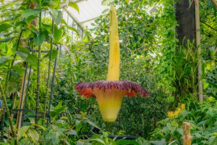 (FOTO) Treći put u istoriji botaničkog vrta u Londonu: Najsmrdljivije i najrjeđe cvijeće na svijetu procvjetalo u isto vrijeme
