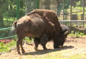 Svadba u Pionirskoj dolini: Ženi se bizon Ivan, rođeni Beograđanin, a uskoro iz ovog grada stiže mlada