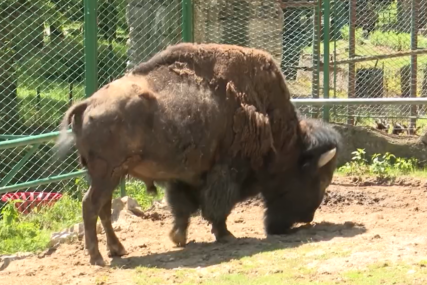 Svadba u Pionirskoj dolini: Ženi se bizon Ivan, rođeni Beograđanin, a uskoro iz ovog grada stiže mlada