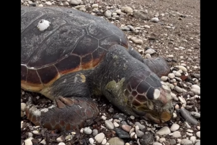 (VIDEO) UZNEMIRUJUĆI PRIZOR U BUDVI More izbacilo ogromnu životinju na plažu, građani i turisti zabrinuti