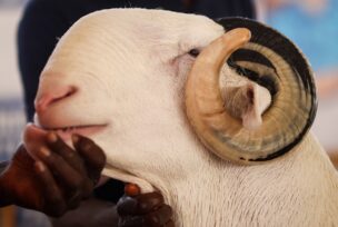 Senegal ovce Ladoum