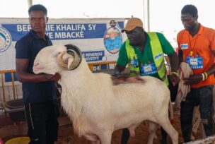 Senegal ovce Ladoum