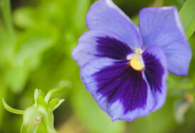 (FOTO) PRIRODNI ASPIRIN Ovaj cvijet je spas za imunitet, ali i upornu glavobolju