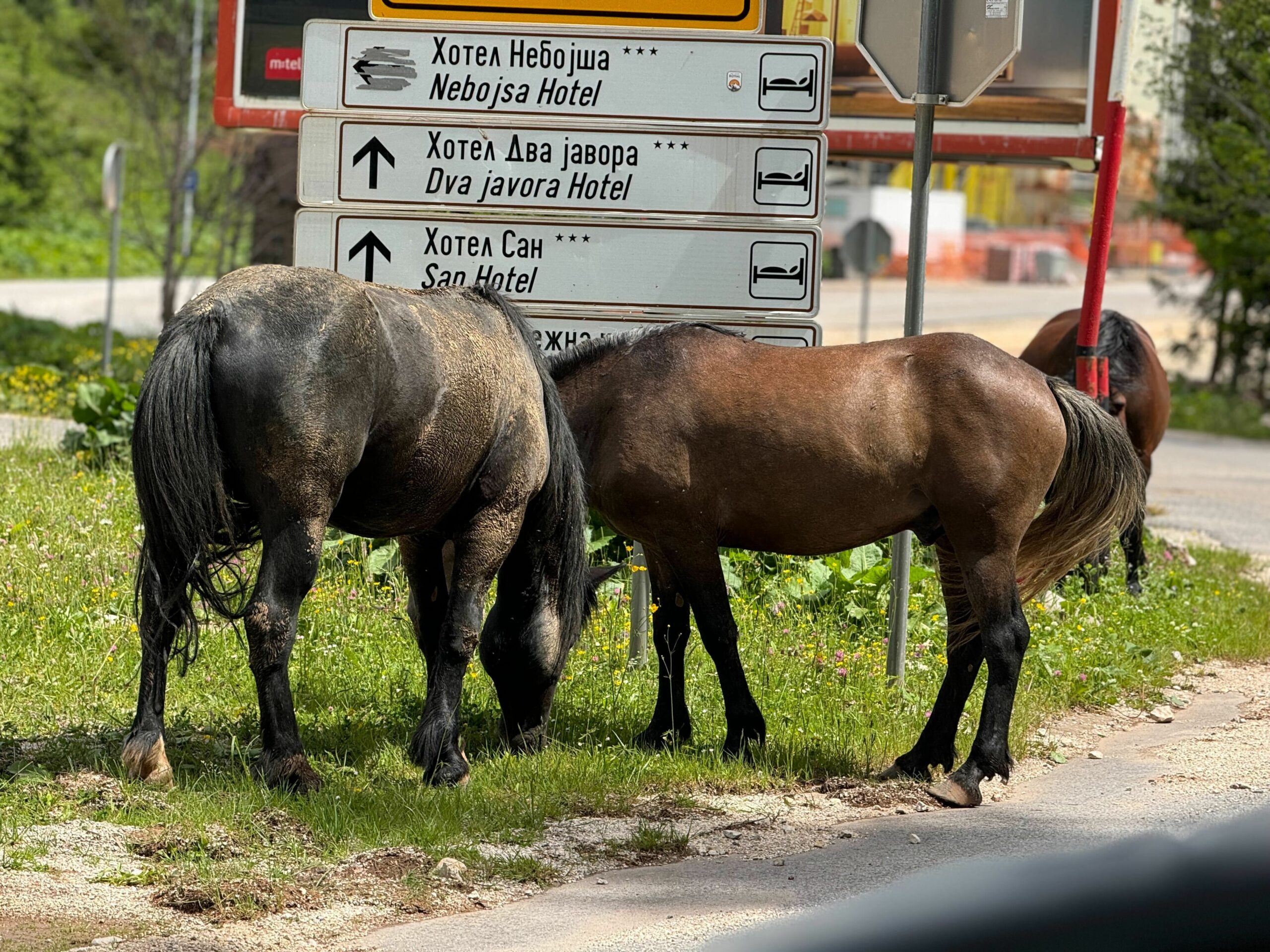 Čaroban prizor: Divlji konji u blizini Jahorine uljepšali dan prolaznicima