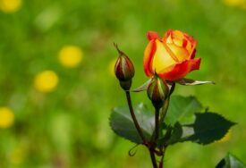 Poboljšati izgled vašeg vrta: Trik da vam ruže cvjetaju sve do jeseni
