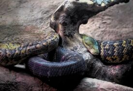 "Nismo mogli vjerovati svojim očima" Brazilska boa na svijet donijela mlade, a 9 godina nije bila s drugim zmijama