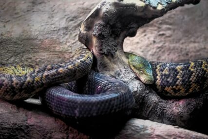 "Nismo mogli vjerovati svojim očima" Brazilska boa na svijet donijela mlade, a 9 godina nije bila s drugim zmijama