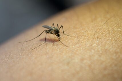 LETEĆE NAPASTI Evo zašto komarci "napadaju" neke ljude, a neke ne