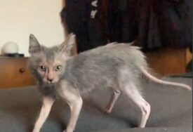 (VIDEO) IZGLEDOM PODSJEĆA NA VUKODLAKA Ovo je najneobičnija mačka na svijetu i vrlo je inteligentna