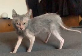 (VIDEO) IZGLEDOM PODSJEĆA NA VUKODLAKA Ovo je najneobičnija mačka na svijetu i vrlo je inteligentna