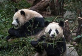MNOGIMA OMILJENE MEDE Broj džinovskih pandi u divljini porastao na skoro 1.900