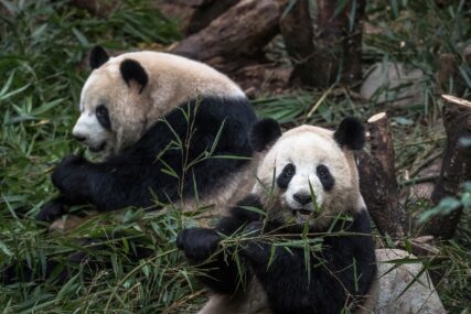 MNOGIMA OMILJENE MEDE Broj džinovskih pandi u divljini porastao na skoro 1.900