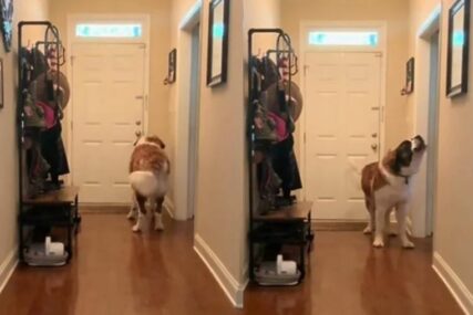 (VIDEO) Bernardinac od 80kg PLAČE KAO BEBA: Pas dramatično reagovao jer ne ide u šetnju