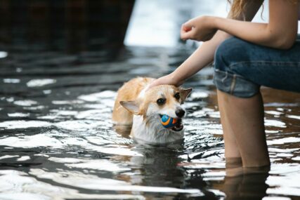 JEDAN PAS KAO 3 ČOVJEKA Šta sve treba da znate prije nego pustite psa u bazen
