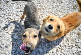 Postupak udomljavanja jednostavan i POTPUNO BESPLATAN: Prekrasni psi u azilu na Manjači čekaju svoje vlasnike