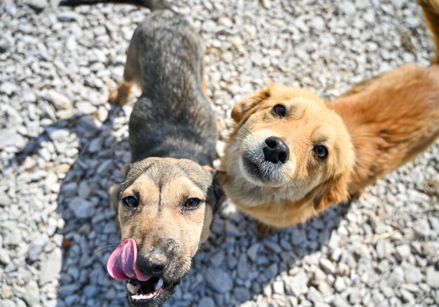 Postupak udomljavanja jednostavan i POTPUNO BESPLATAN: Prekrasni psi u azilu na Manjači čekaju svoje vlasnike