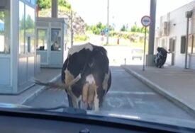 (VIDEO) "Trebamo preći, a ne možemo" Krava stala ispred vozila i BLOKIRALA prolaz do granice