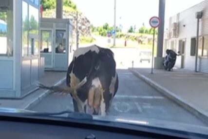 (VIDEO) "Trebamo preći, a ne možemo" Krava stala ispred vozila i BLOKIRALA prolaz do granice