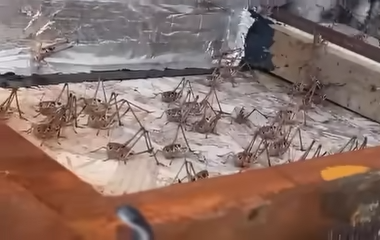 Naučnici tvrde: Mnogi ih doživljavaju kao smetnju, ali zrikavci u bašti mogu biti DOBAR ZNAK