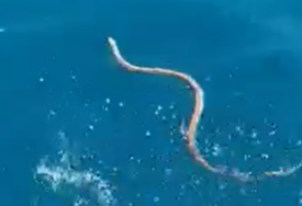 (VIDEO, FOTO) Zmija zaplivala u neumskom zalivu: Ribar je uhvatio pomoću ŽELJEZNE ŠIPKE, a potom je vratio u more
