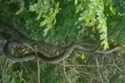 (VIDEO) Gmizavac koji se penje uz drvo zbunio i zoologe: Kod Mostara navodno snimljena ZMIJA DUGA ČAK 3 METRA