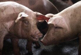 "PRVI ZNAK JE ŠKLJOCANJE ZUBIMA" Veterinar otkriva kako da se spasite od napada svinje