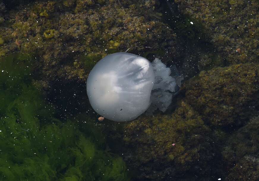 OSTAVLJAJU TEŠKE POVREDE Otrovne meduze terorišu kupače u Jadranu
