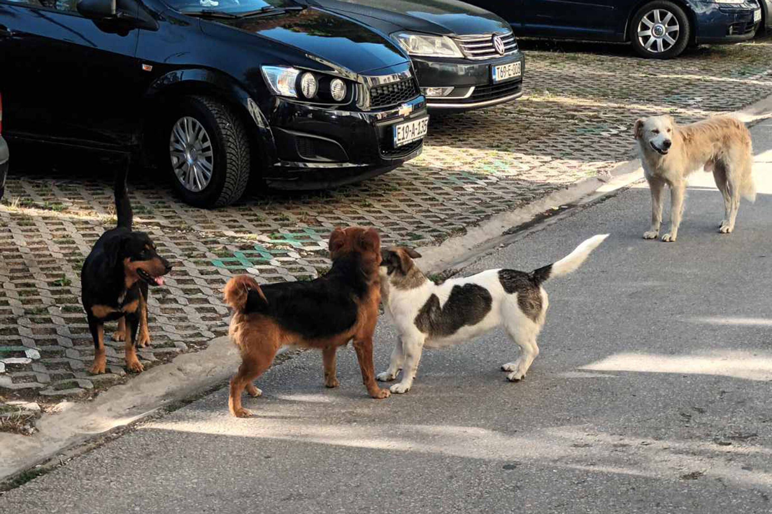 Čopor pasa lutalica napao majku troje mališana, spas pronašla u posljednjem trenutku