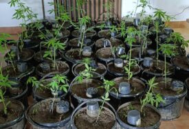 (FOTO) AKCIJA "PLANTAŽA 2024" Pronađen zasad indijske konoplje i marihuana u Kozarskoj Dubici, UHAPŠENE 2 OSOBE
