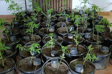 (FOTO) AKCIJA "PLANTAŽA 2024" Pronađen zasad indijske konoplje i marihuana u Kozarskoj Dubici, UHAPŠENE 2 OSOBE