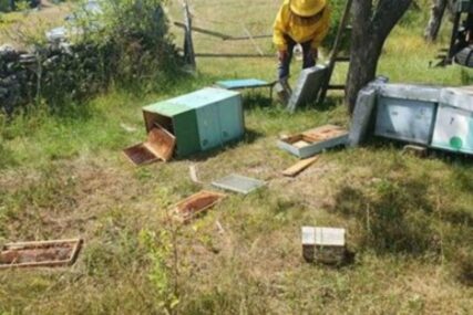Na pčelinjaku godinama ista slika: Medvjed  UNIŠTIO KOŠNICE porodice Bauk iz Drvara