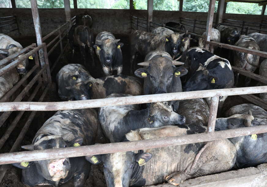 farma goveda govedarstvo krava bik june