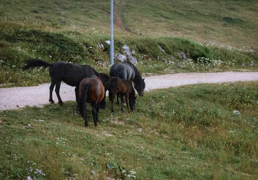 divlji konji na Jahorini