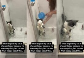 (VIDEO) HIT SNIMAK Mačak koji pokušava izbjeći kupanje osvojio je TikTok
