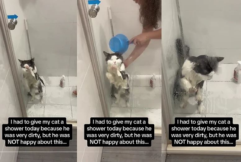 Mačka pokušava da izbjegne kupanje