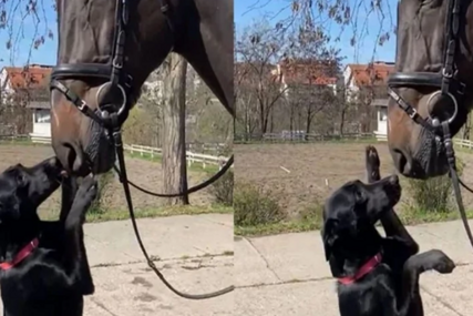 (VIDEO) "ONA JE DIO TIMA" Četa konjanika Policijske brigade dobila novog člana, pas Milica se ne razdvaja od njih