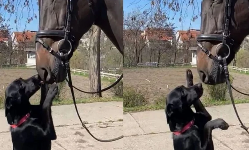 (VIDEO) "ONA JE DIO TIMA" Četa konjanika Policijske brigade dobila novog člana, pas Milica se ne razdvaja od njih
