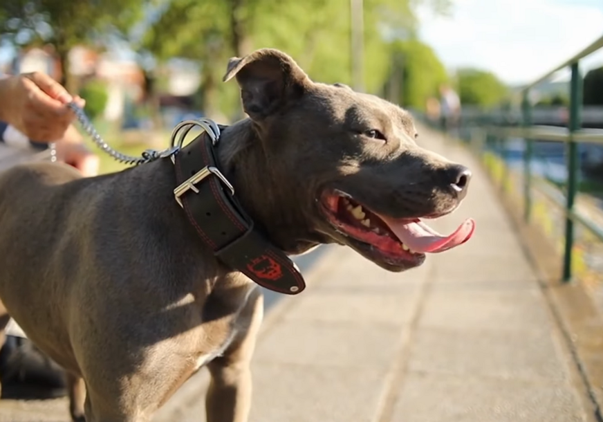 pit bul terijer