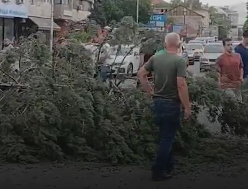 Stablo palo na ženu